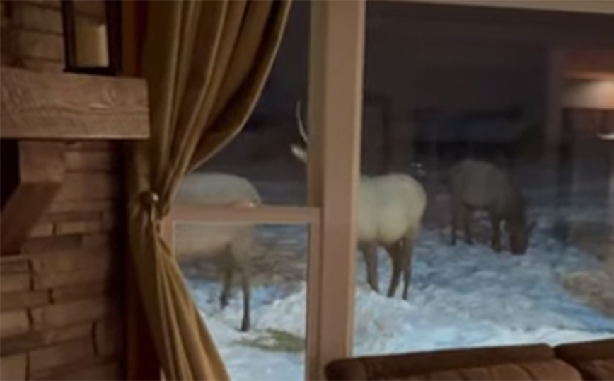 Μια… απλή συνηθισμένη σκηνή με χιόνι έξω από το παράθυρο