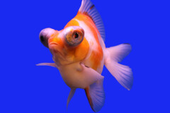 goldfish.jpg