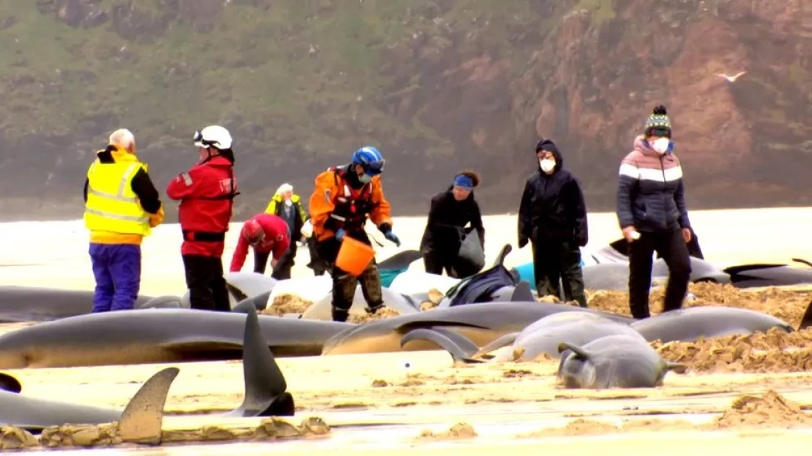 arouraios-image-pilot_whale