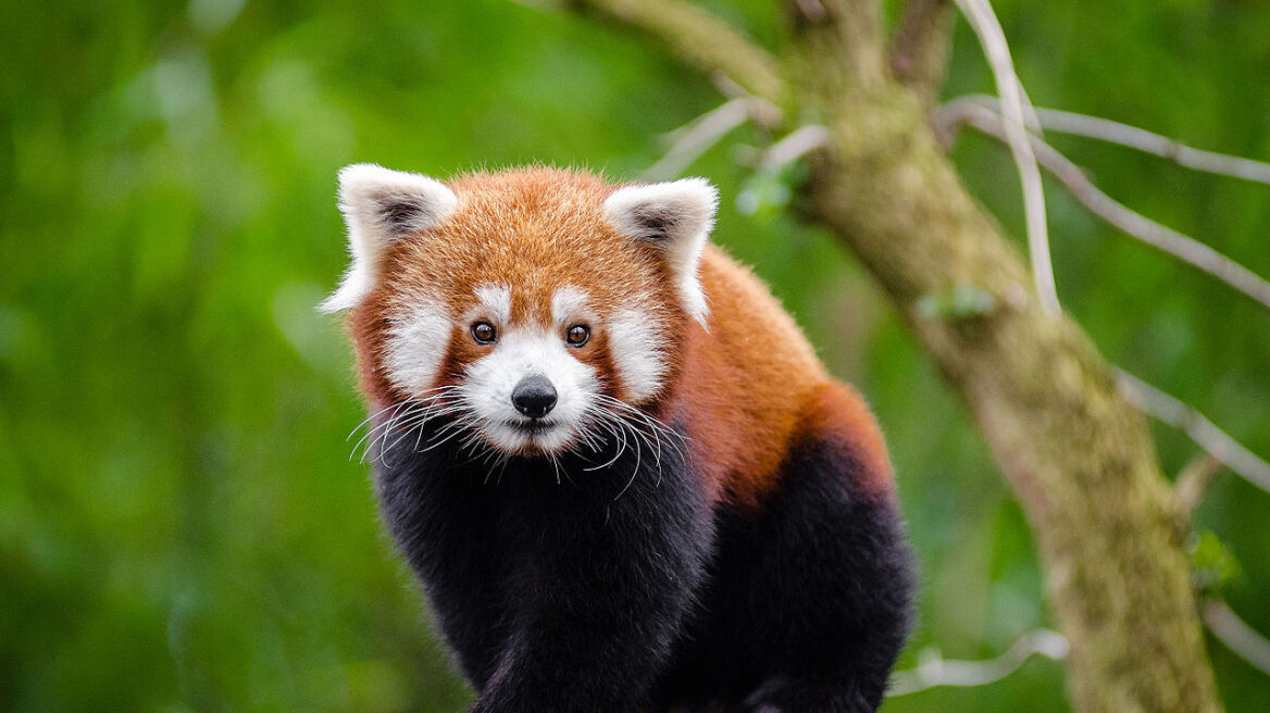 arouraios-image-Red_Panda