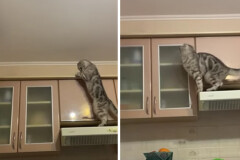 cat.jpg