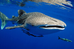 20_whaleshark.jpg